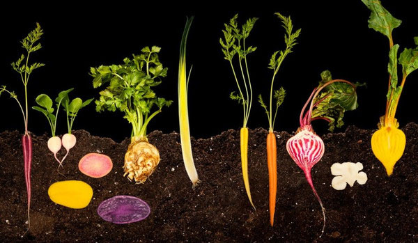 高清图：电子游戏下的食物 带来艺术性的冲击感